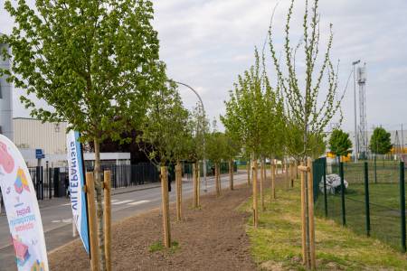 Plantation d'arbres BPC