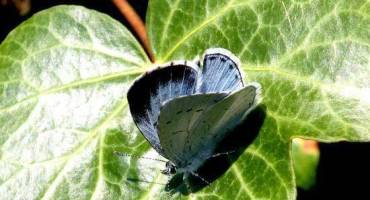Biodiversité